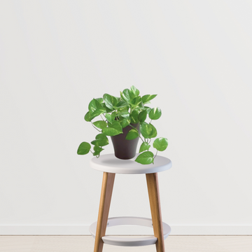 Vibrant green money plant for decor